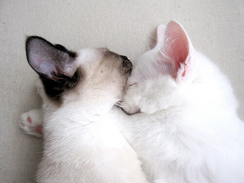 爱游戏官方-北欧之火，卡斯珀·鲁德如何以联合杯鏖战为序曲，在澳网改写了剧本