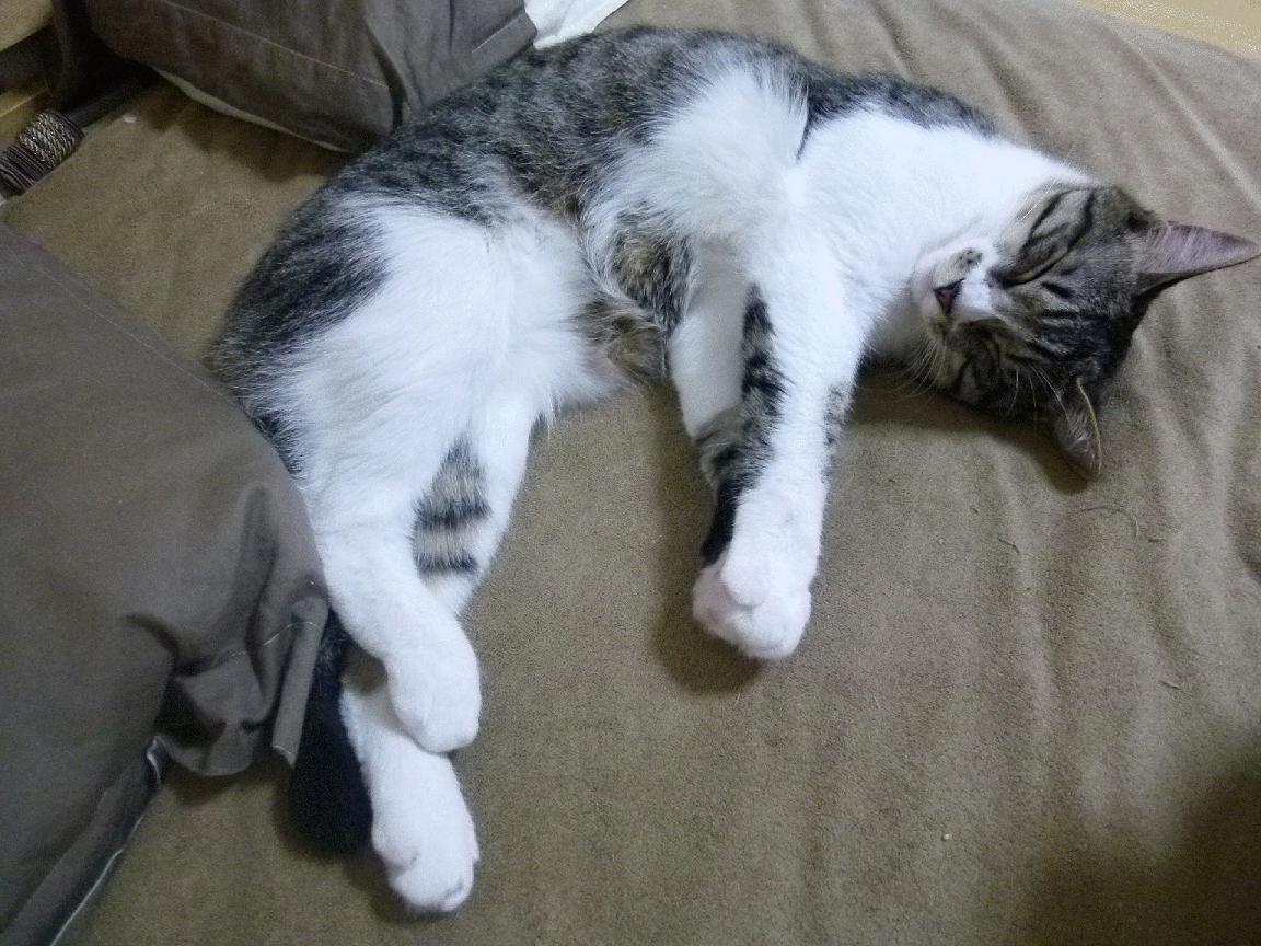 跨越国界的绿茵诗篇，本泽马致敬赛助摩洛哥三球完胜智利