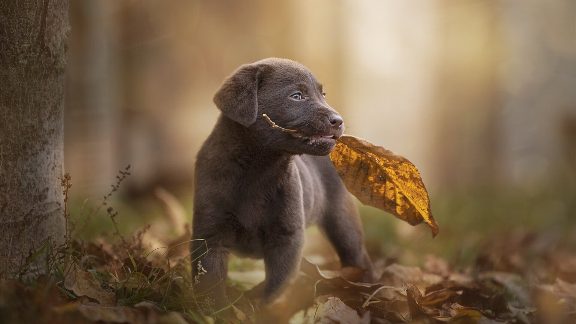 爱游戏娱乐-国羽隐形主场，安赛龙一人逆转乾坤