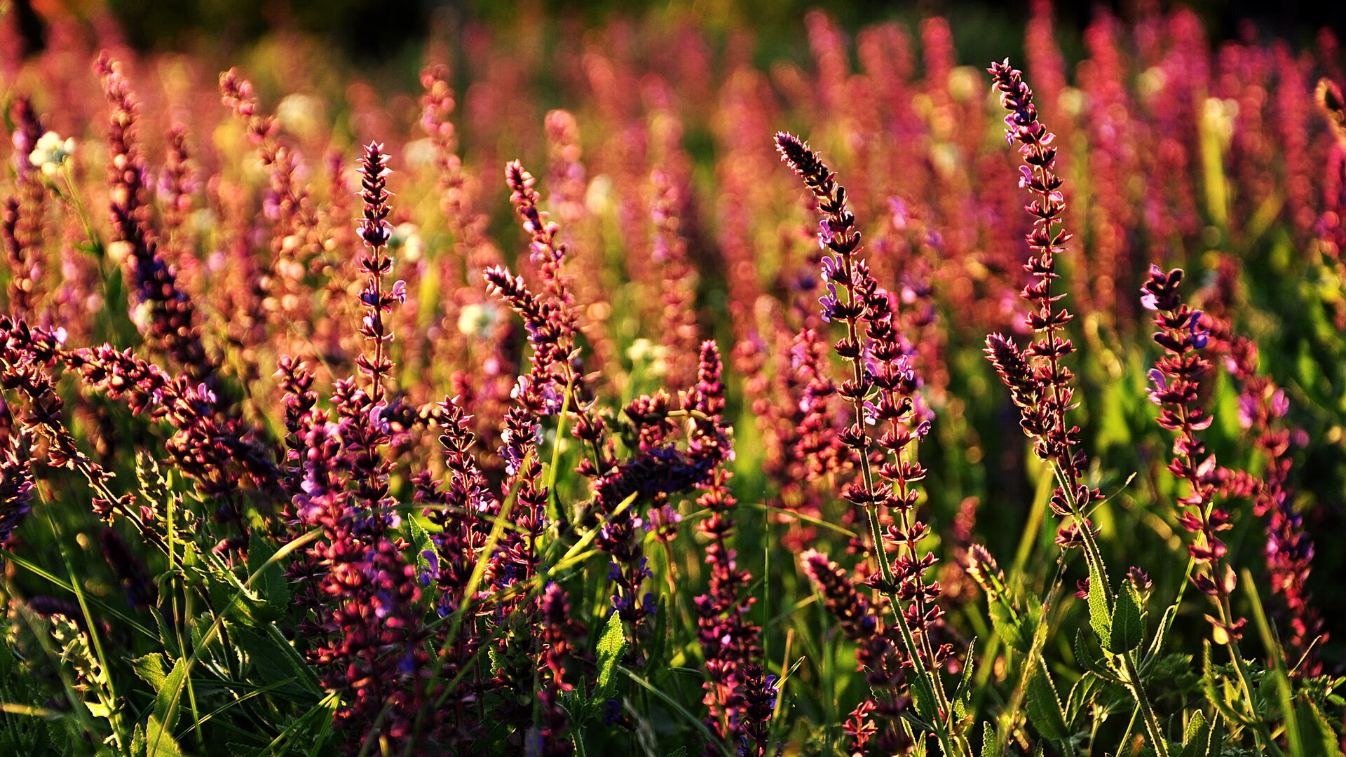 爱游戏娱乐-橙衣军团绝境逆转永恒之城，库尔图瓦镇守天险定乾坤