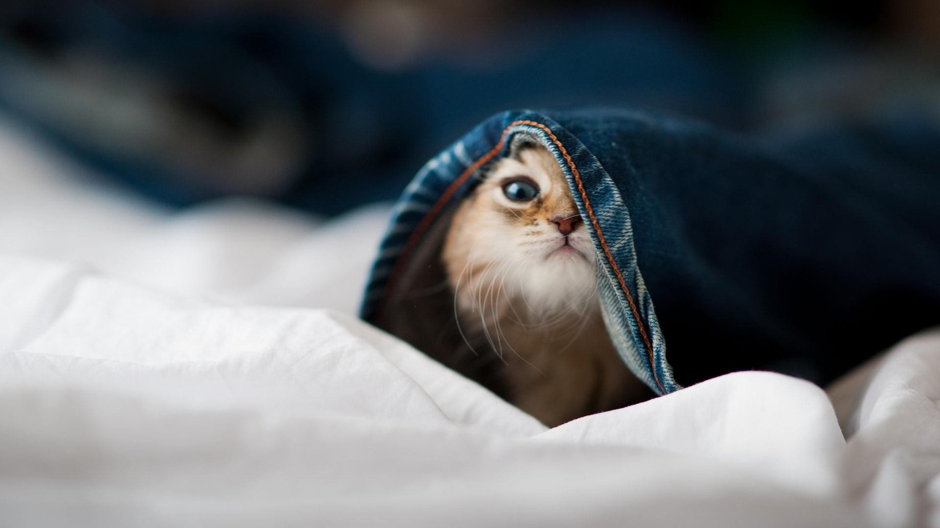 双子星战略破局,皮亚斯特里一役扛旗,威廉姆斯绝地翻盘哈斯背后