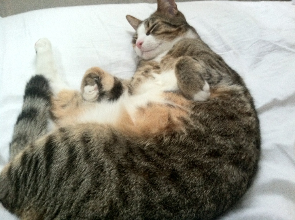 爱游戏官方-北非雄狮对阵加勒比风暴，当阿尔及利亚的精密齿轮咬合牙买加的闪电时，唯一的钥匙竟是孔德之火？