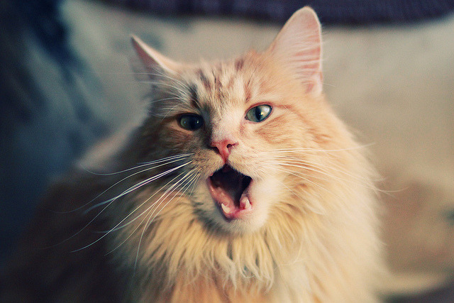 鹰击高原与极速争锋,当唯一性在两个赛场同时上演