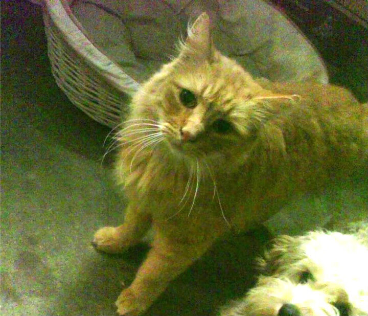 最冷血舞台，最高昂头颅，季后赛抢七之夜，拉文为何越大舞台越闪耀？