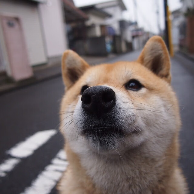 马克西棋局,王者运筹帷幄,上海队险胜黄蜂的致命一击