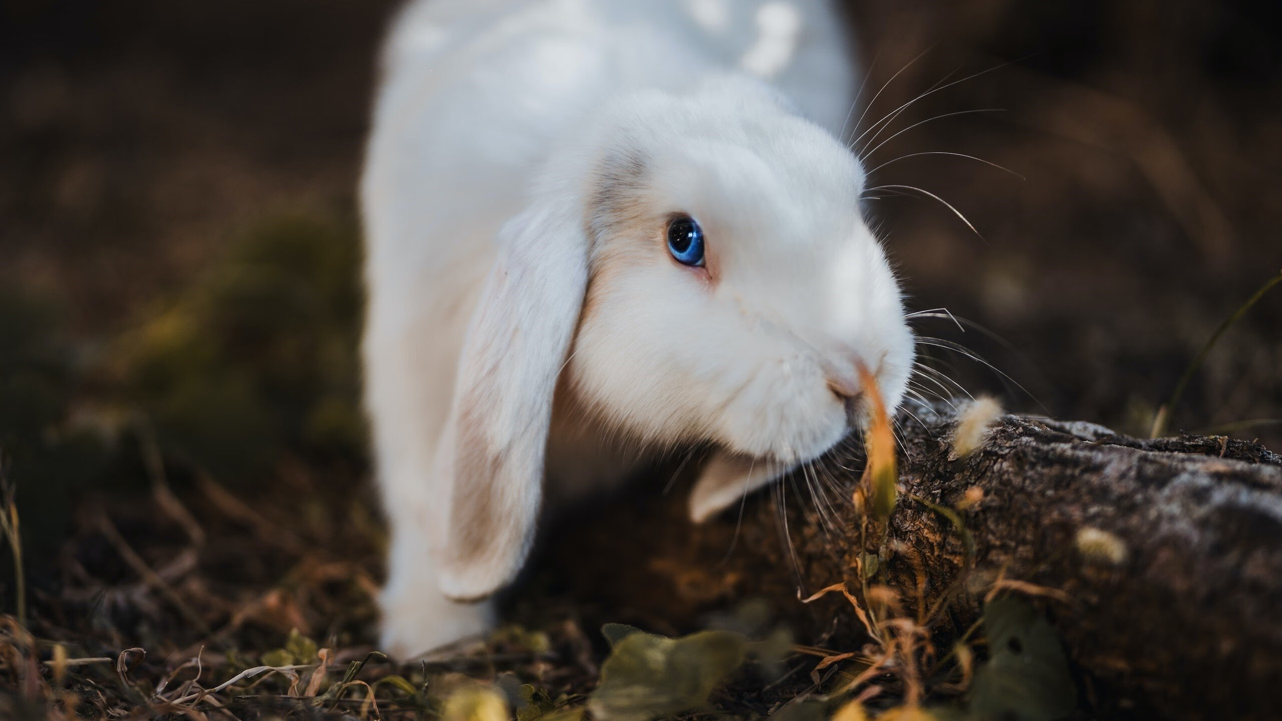 欧文单骑破辽军,骑士全方位压制展霸主气质