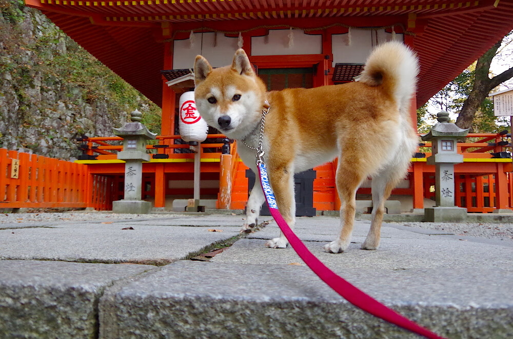 奇迹夜的唯一答案，当戈贝尔在费城筑起叹息之墙