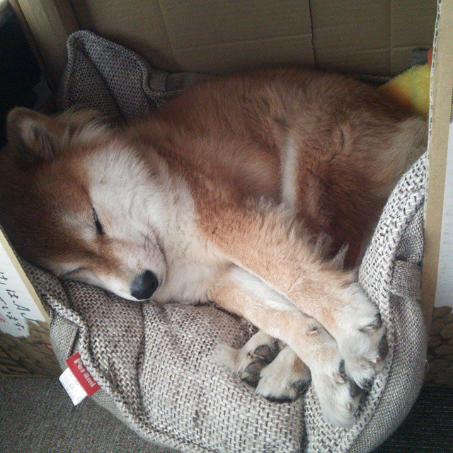 东欧铁幕前的叹息之墙,库尔图瓦的爆发与切尔西的乌克兰突围战