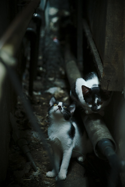 沪上铸盾!上海男篮用史诗级防守锁定胜局,辽宁卫冕之路突遇天堑