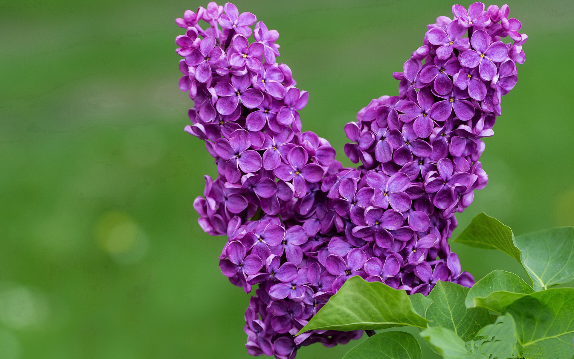 超越定义的夜晚,小贾伦与那场撕裂命运的五分钟