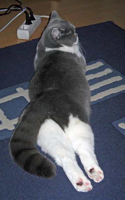 跨洋争冠战,奇才队险胜辽宁队,西亚卡姆关键一击定乾坤