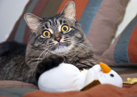 美加墨世界杯焦点战，毕尔巴鄂钢铁意志，西班牙强势淘汰英格兰