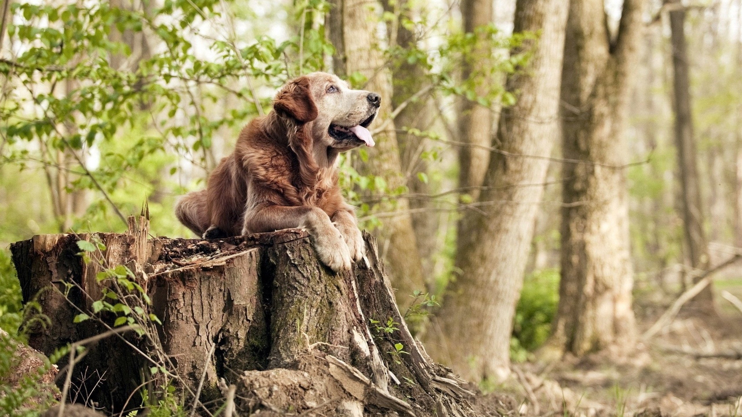 爱游戏官网-蛰伤光芒，黄蜂如何以战术纪律完胜太阳般的华丽进攻