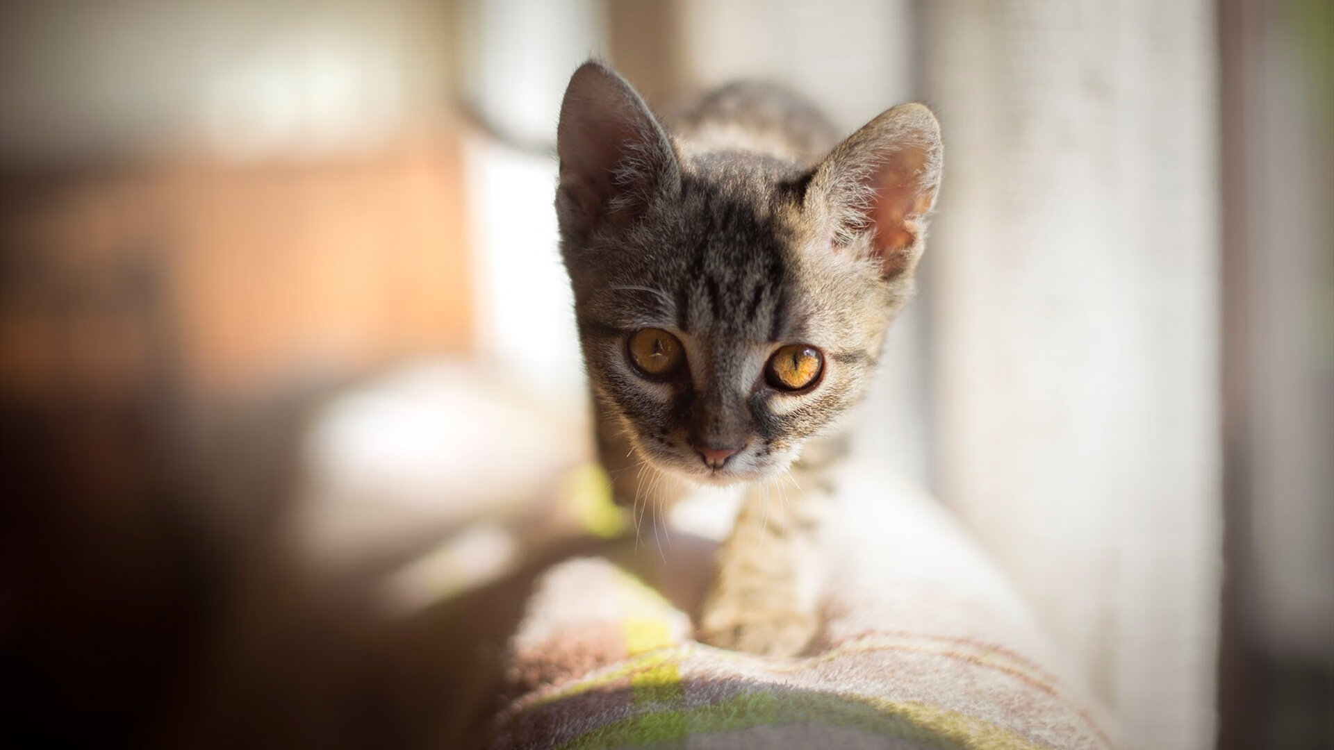 平行时空的焦点战，当意甲烽烟遇见猛龙掠海