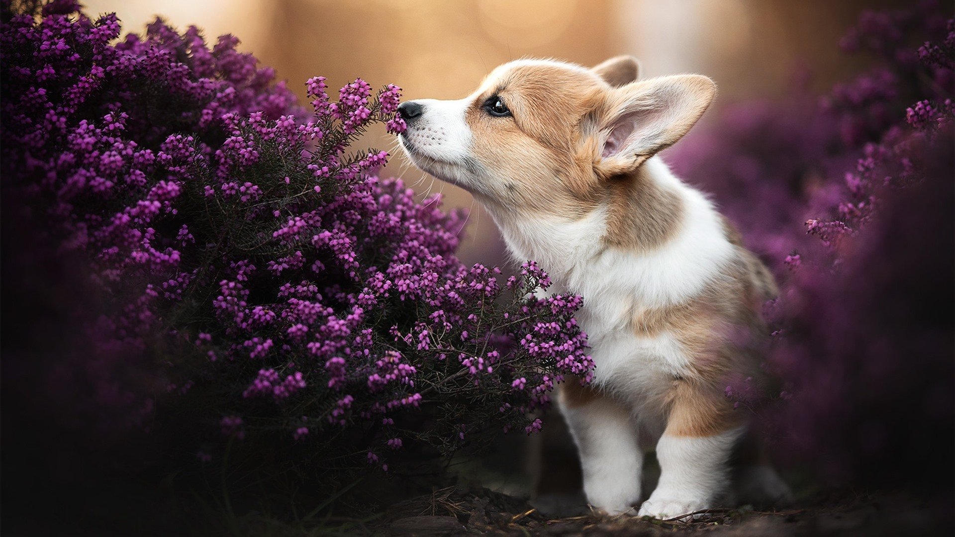 单节风暴与全场统治，当福克斯的闪电撕裂湖人，恩比德的重锤碾碎一切