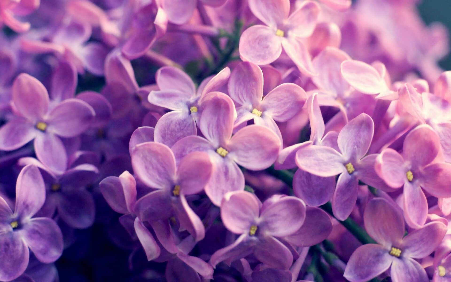 爱游戏官方入口-双线奏鸣，凯尔特人火力全开，欧文化身关键先生压制吉林队