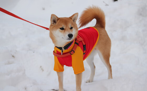 爱游戏在线-德甲争冠战之夜，卡塞米罗扛起勒沃库森的冠军梦
