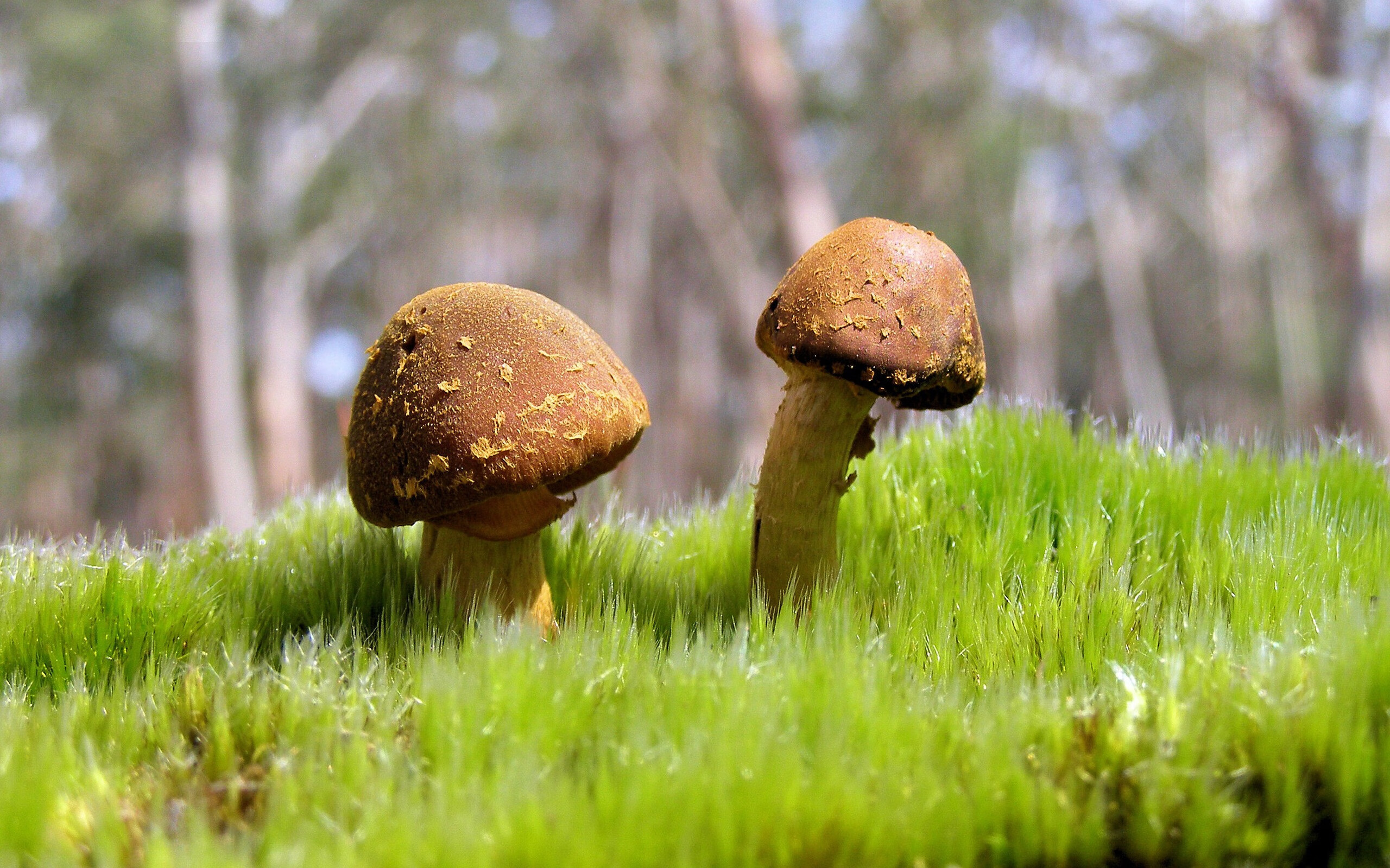 教科书式的表演，阿劳霍在秘鲁对阵土耳其的舞台上独舞