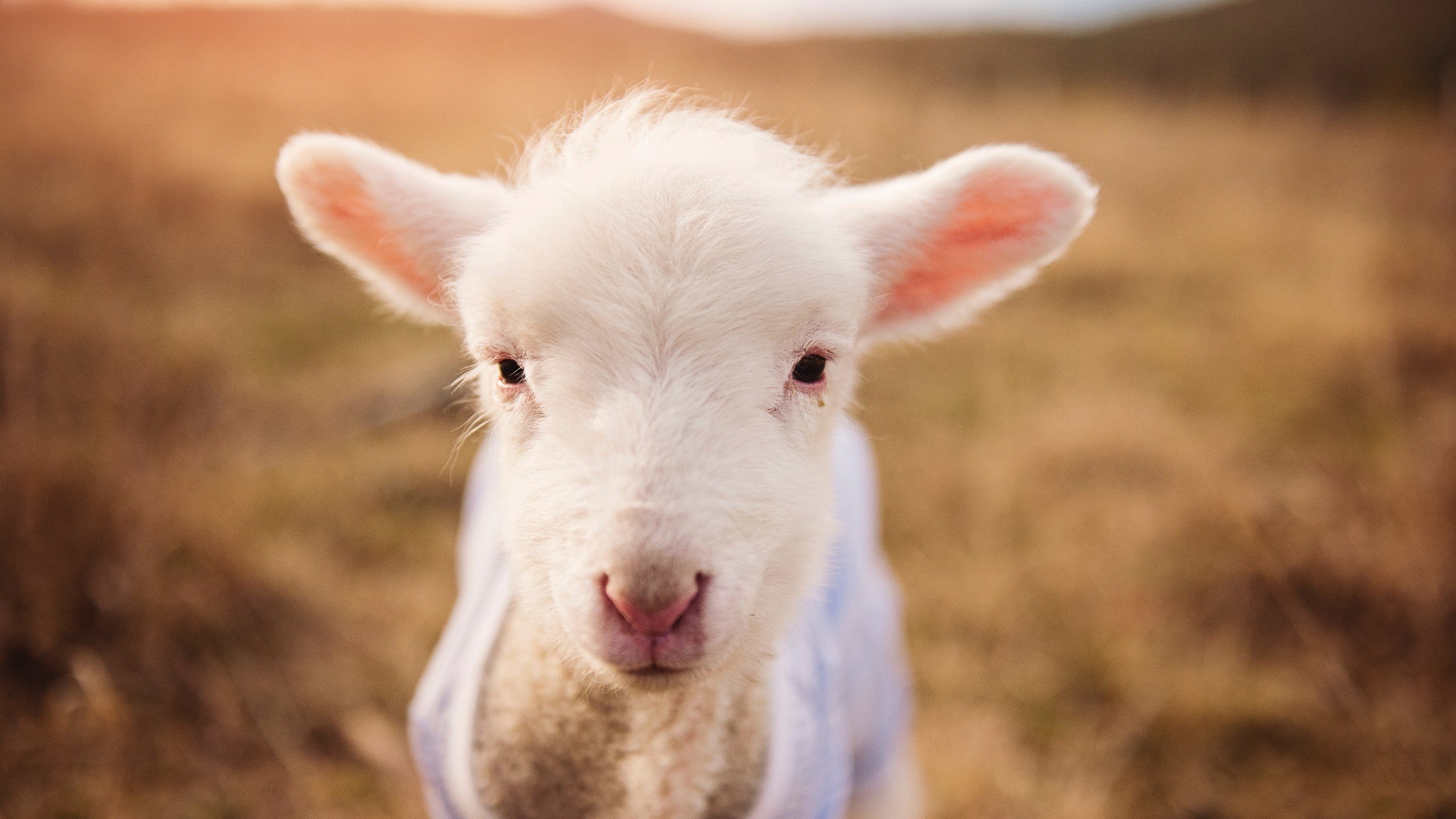 爱游戏在线-艺术与钢铁的对决，佛罗伦萨用控球窒息AC米兰，C罗一传一射定义关键先生