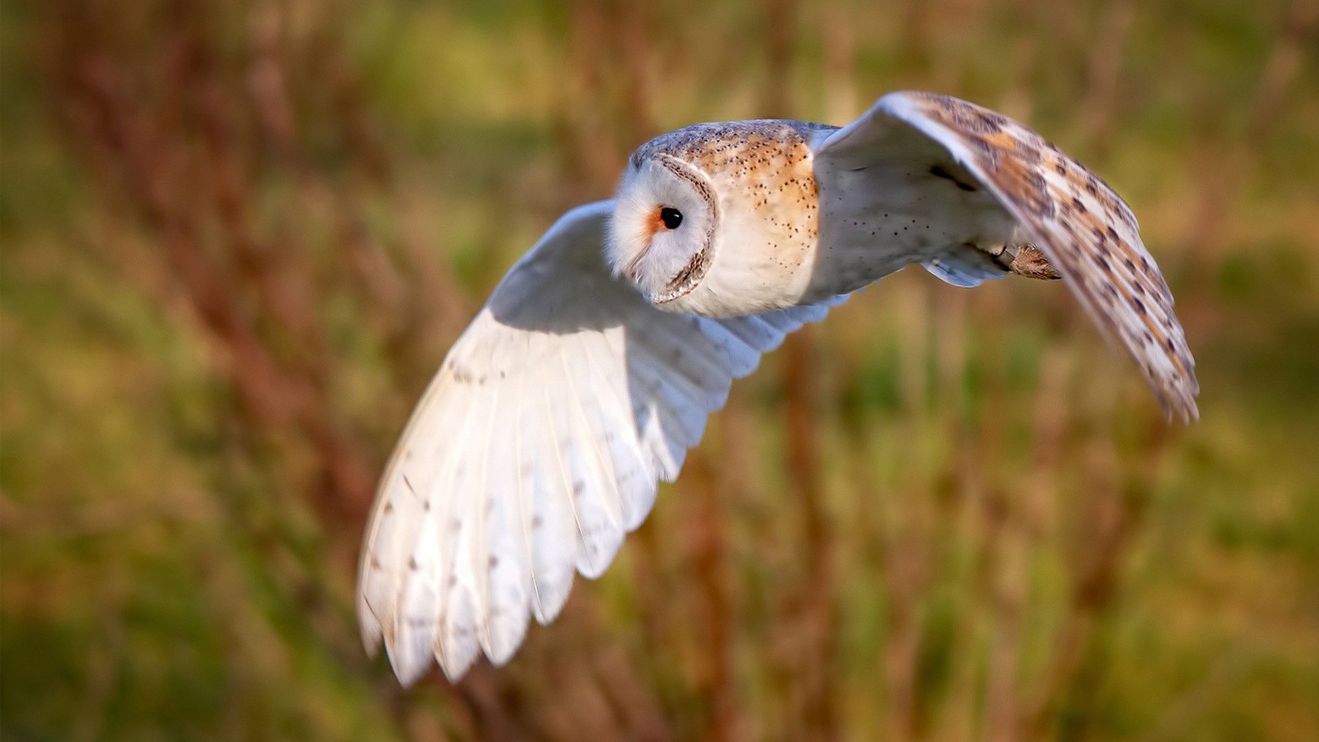 孤星耀西域，英格拉姆天神下凡，独行侠力克新疆锁定胜局