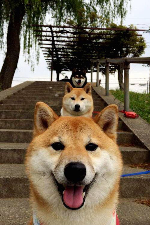 爱游戏下载-唯一主宰，小贾伦·杰克逊的节奏魔法，鹈鹕斩落北境猛龙