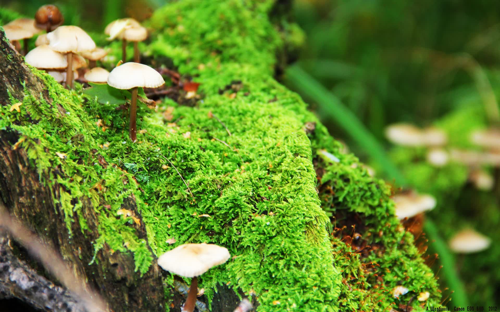 爱游戏入口-不屈的安第斯雄鹰，厄瓜多尔逆转尼日利亚，哈兰德孤星闪耀2026世界杯巅峰对决